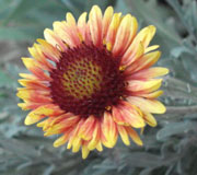 flower - Blomme by Huis Dirk Postma - Burgersdorp