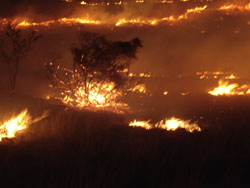 Burning bush - controlled fire