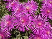 Blomme by Huis Dirk Postma - Burgersdorp