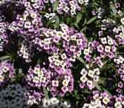 Blomme by Huis Dirk Postma - Burgersdorp