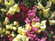 Blomme by Huis Dirk Postma - Burgersdorp